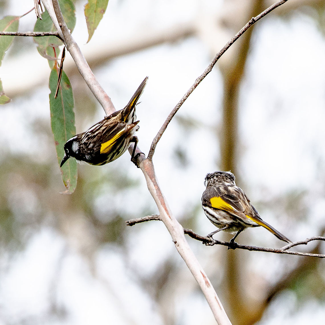 Phylidonyris novaehollandiae  Australia,Fall,Geotagged,New Holland honeyeater,Phylidonyris novaehollandiae