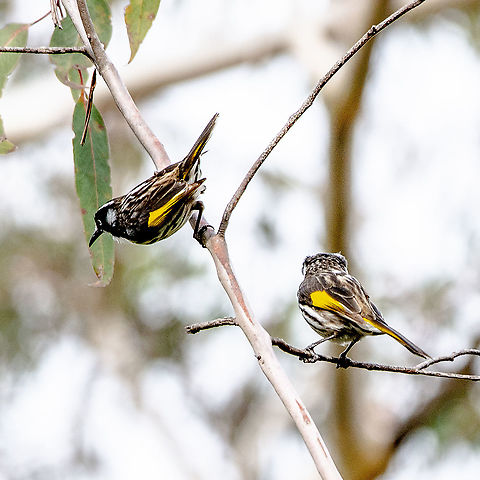 Phylidonyris novaehollandiae  Australia,Fall,Geotagged,New Holland honeyeater,Phylidonyris novaehollandiae