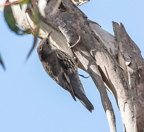 White Throated Tree Creeper As the name suggests, white-throated tree-creepers are most commonly seen spiralling up tree trunks - usually eucalypts with rough fibrous bark. They tend to prefer trees with rough barks over smooth so keep an eye out for these types of trees as the birds’ camouflaged plumage can make them hard to see.
The white-throated treecreeper feeds mainly on ants which it snatches in its beak while travelling up and down the bark of tree trunks, but it will also eat other insects and nectar.

https://parksaustralia.gov.au/booderee/discover/nature/birds/white-throated-treecreeper/ Australia,Cormobates leucophaea,Fall,Geotagged,White-throated treecreeper