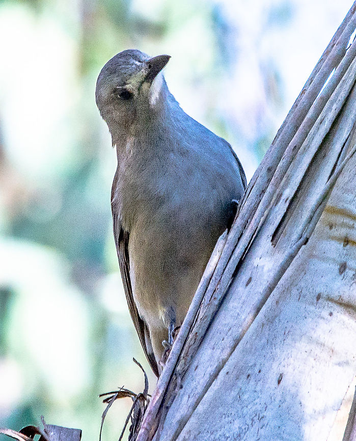 Grey Shrike-Thrush - Colluricincla harmonica - Mature  Australia,Colluricincla harmonica,Fall,Geotagged,Grey shrike-thrush