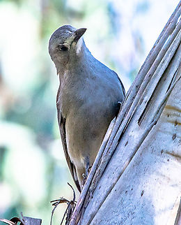 Grey Shrike-Thrush - Colluricincla harmonica - Mature  Australia,Colluricincla harmonica,Fall,Geotagged,Grey shrike-thrush