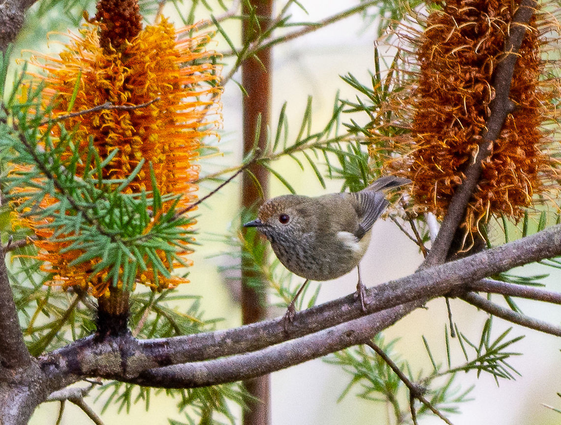 Brown Thornbill - Acanthiza pusilla Found this fast moving passerine amongst Banksia Ericipholia Acanthiza pusilla,Australia,Brown thornbill,Fall,Geotagged