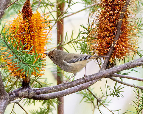 Brown Thornbill - Acanthiza pusilla A delicate lunch Acanthiza pusilla,Australia,Brown thornbill,Fall,Geotagged