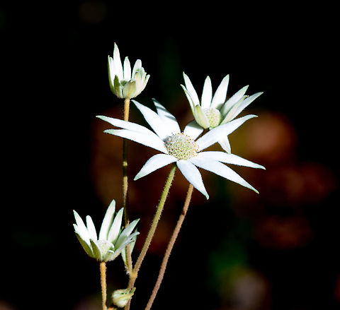 White Flannel Flower - Actinotus helianthi A slendiferous population of these presented themselves on this trail Actinotus helianthi,Australia,Fall,Flannel Flower,Geotagged
