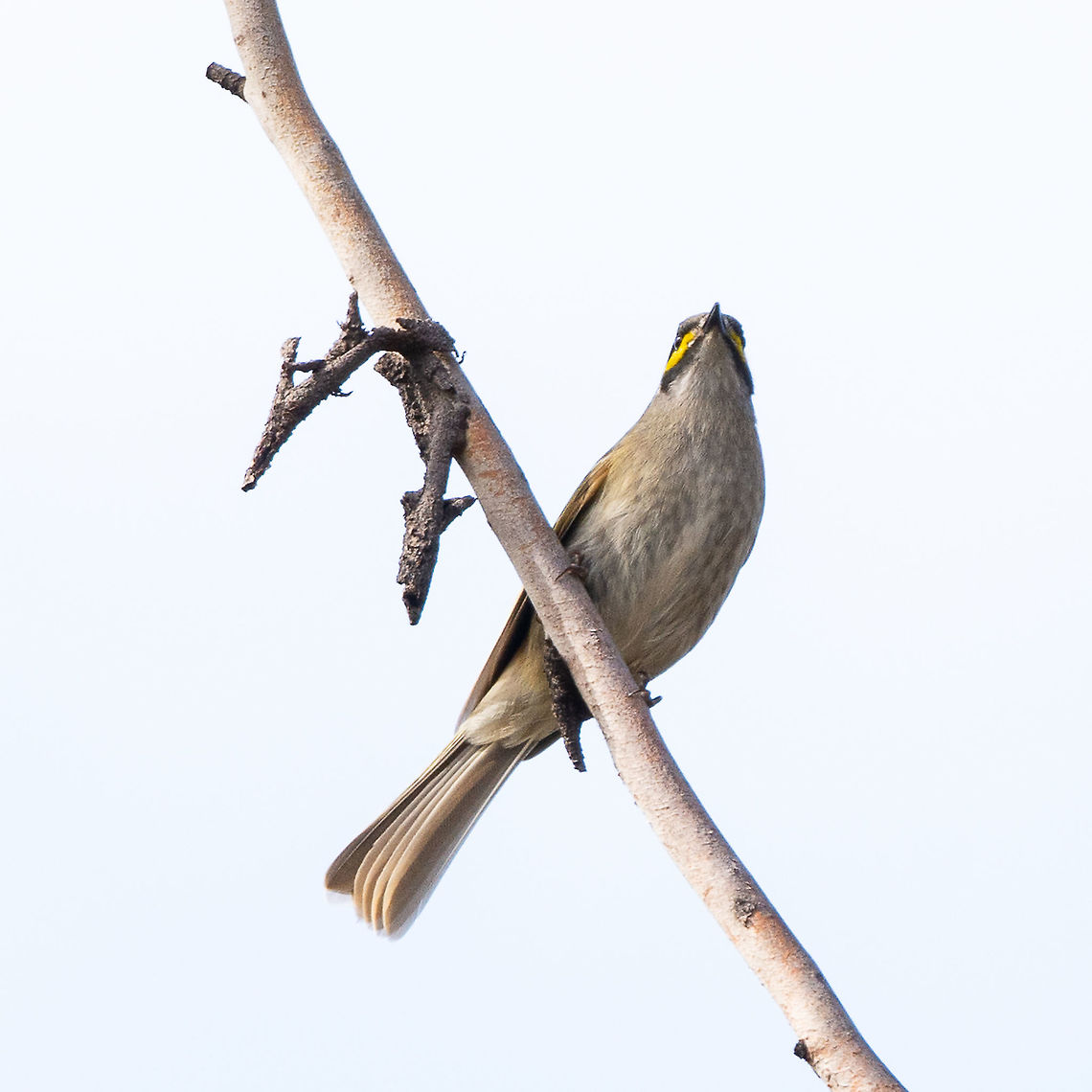 The Undercarriage - Yellow Faced Honeyeater - Caligavis chrysops  Australia,Caligavis chrysops,Fall,Geotagged,Yellow-faced honeyeater