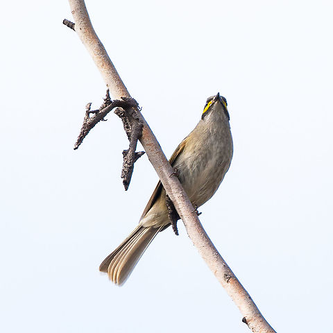 The Undercarriage - Yellow Faced Honeyeater - Caligavis chrysops  Australia,Caligavis chrysops,Fall,Geotagged,Yellow-faced honeyeater