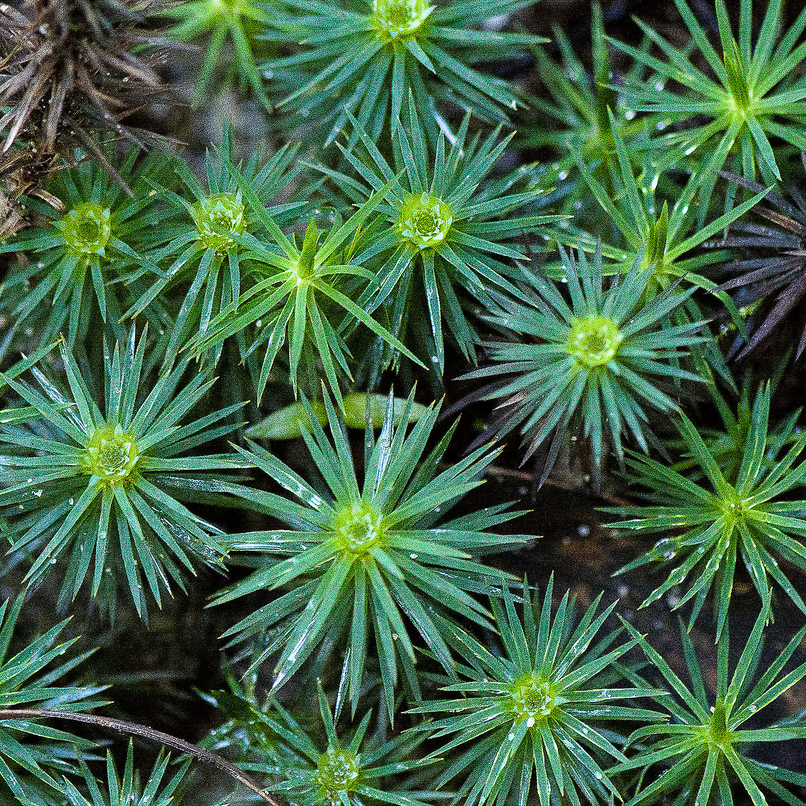 Very Tall Moss - Dawsonia polytrichoides  Australia,Dawsonia polytrichoides,Fall,Geotagged