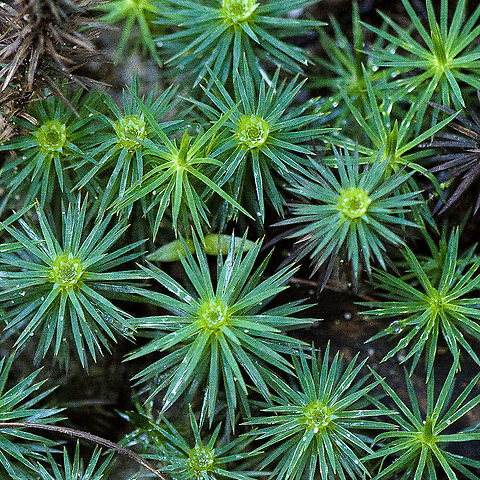 Very Tall Moss - Dawsonia polytrichoides  Australia,Dawsonia polytrichoides,Fall,Geotagged