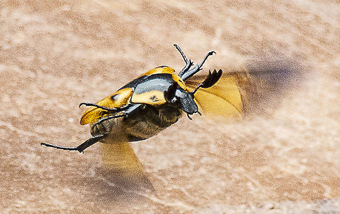 Chondropyga dorsalis  Australia,Chondropyga dorsalis,Cowboy beetle,Geotagged,Spring