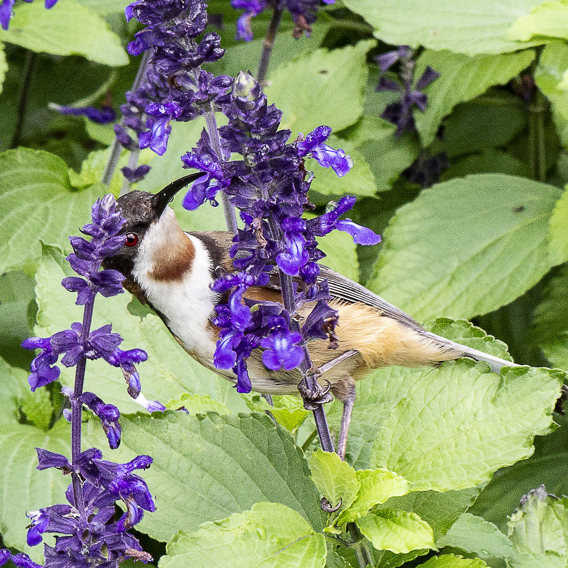 Eastern Spinebill  Acanthorhynchus tenuirostris,Australia,Eastern Spinebill,Geotagged,Summer
