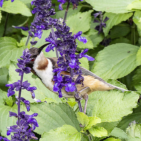 Eastern Spinebill  Acanthorhynchus tenuirostris,Australia,Eastern Spinebill,Geotagged,Summer
