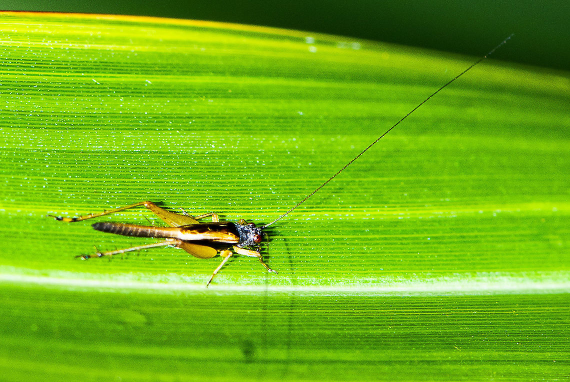 True Cricket - Gryllidae  Australia,Geotagged,Summer