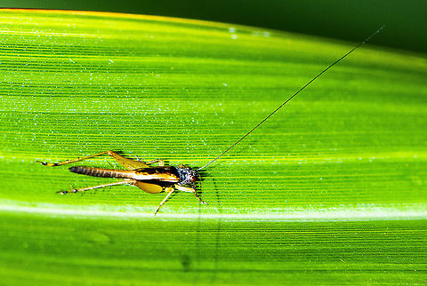 True Cricket - Gryllidae  Australia,Geotagged,Summer
