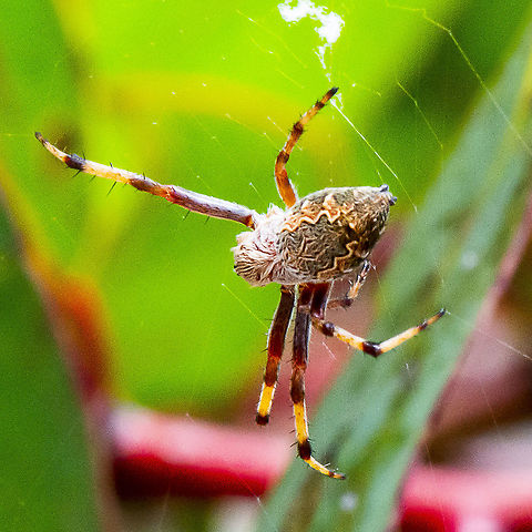 Plebs Eburnus - Eastern Bush Orb-weaver  Australia,Eastern Grass Orb-weaver,Geotagged,Plebs eburnus,Summer
