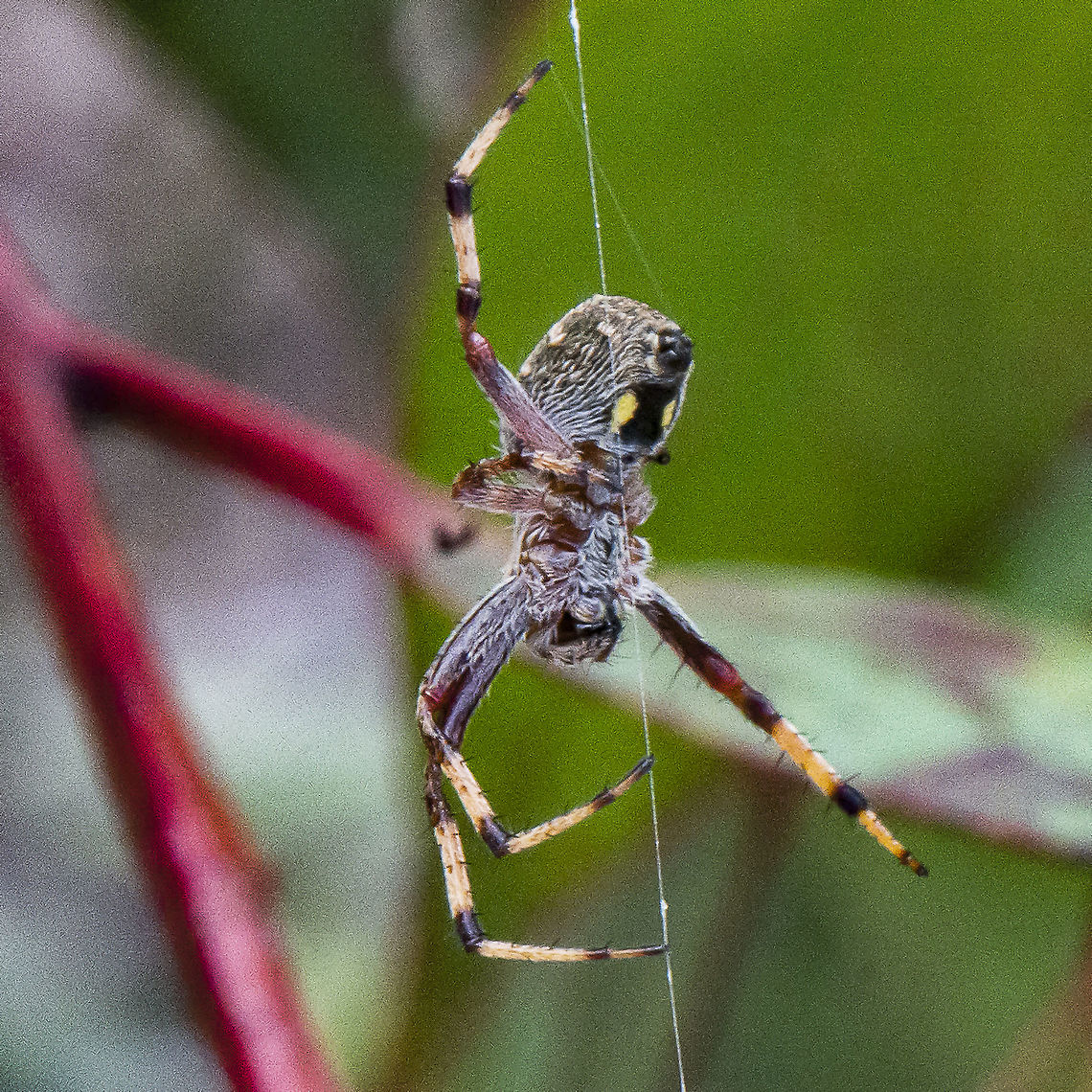 Plebs Eburnus - Eastern Bush Orb-weaver  Australia,Eastern Grass Orb-weaver,Geotagged,Plebs eburnus,Summer