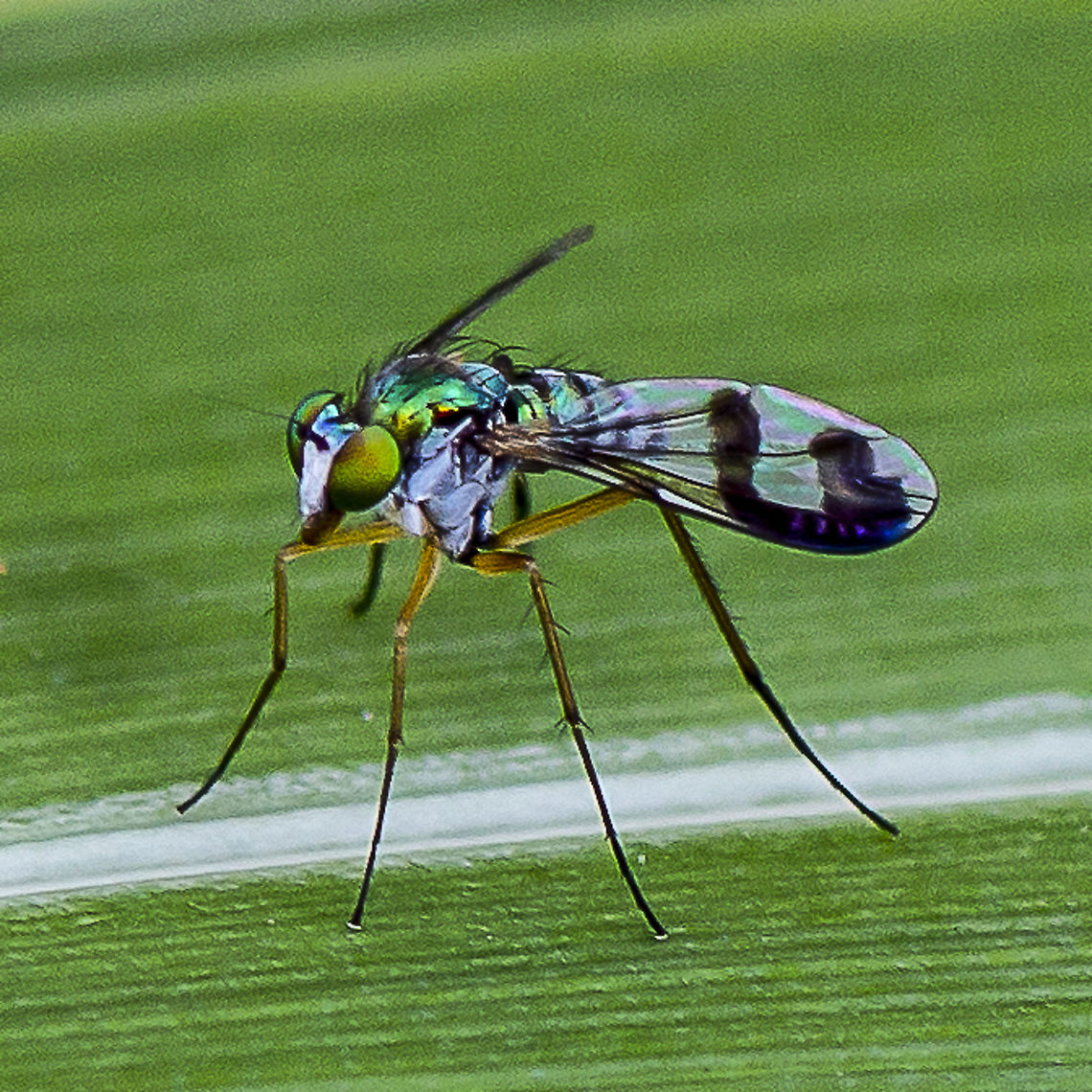 Austrosciapus connexus - Long Legged Green Fly  Australia,Austrosciapus connexus,Geotagged,Green long-legged fly,Summer
