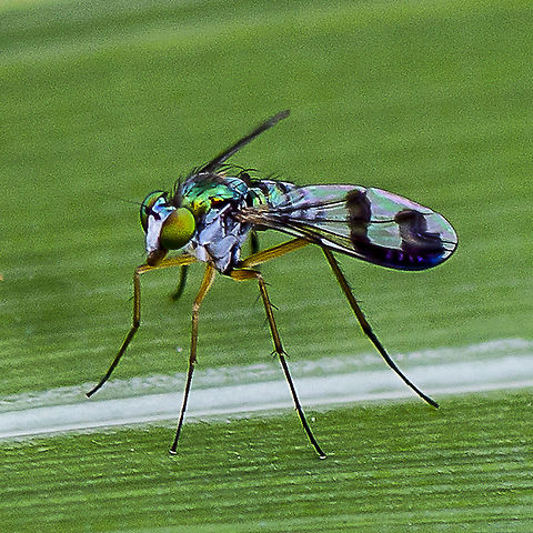 Austrosciapus connexus - Long Legged Green Fly  Australia,Austrosciapus connexus,Geotagged,Green long-legged fly,Summer