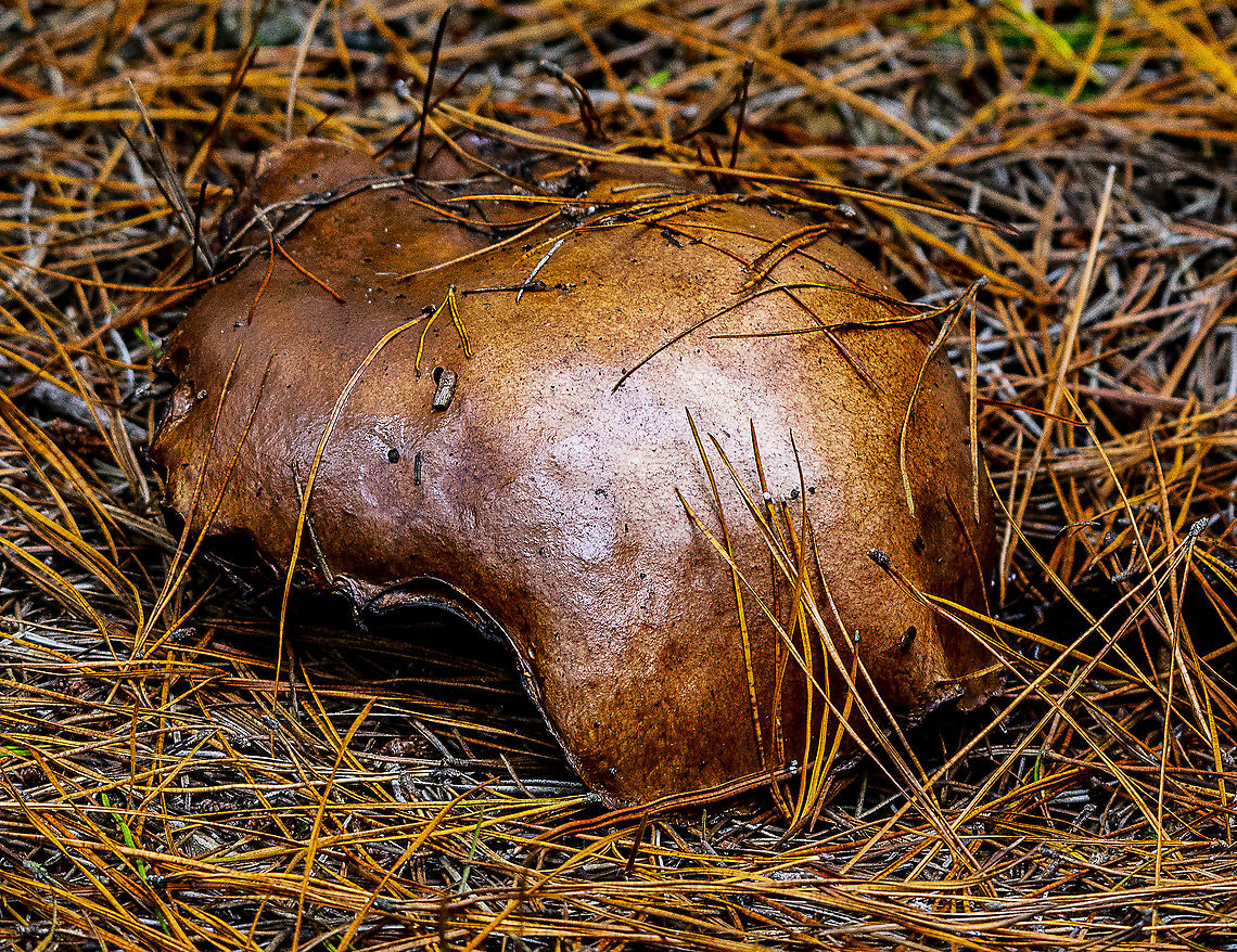Leathery Fungus in Pine Forest  Australia,Fall,Geotagged,Slippery jack,Suillus luteus