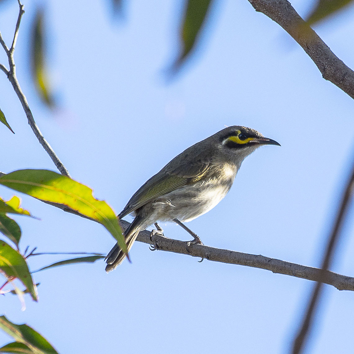Yellow-Faced Honeyeater  Australia,Caligavis chrysops,Geotagged,Winter,Yellow-faced honeyeater