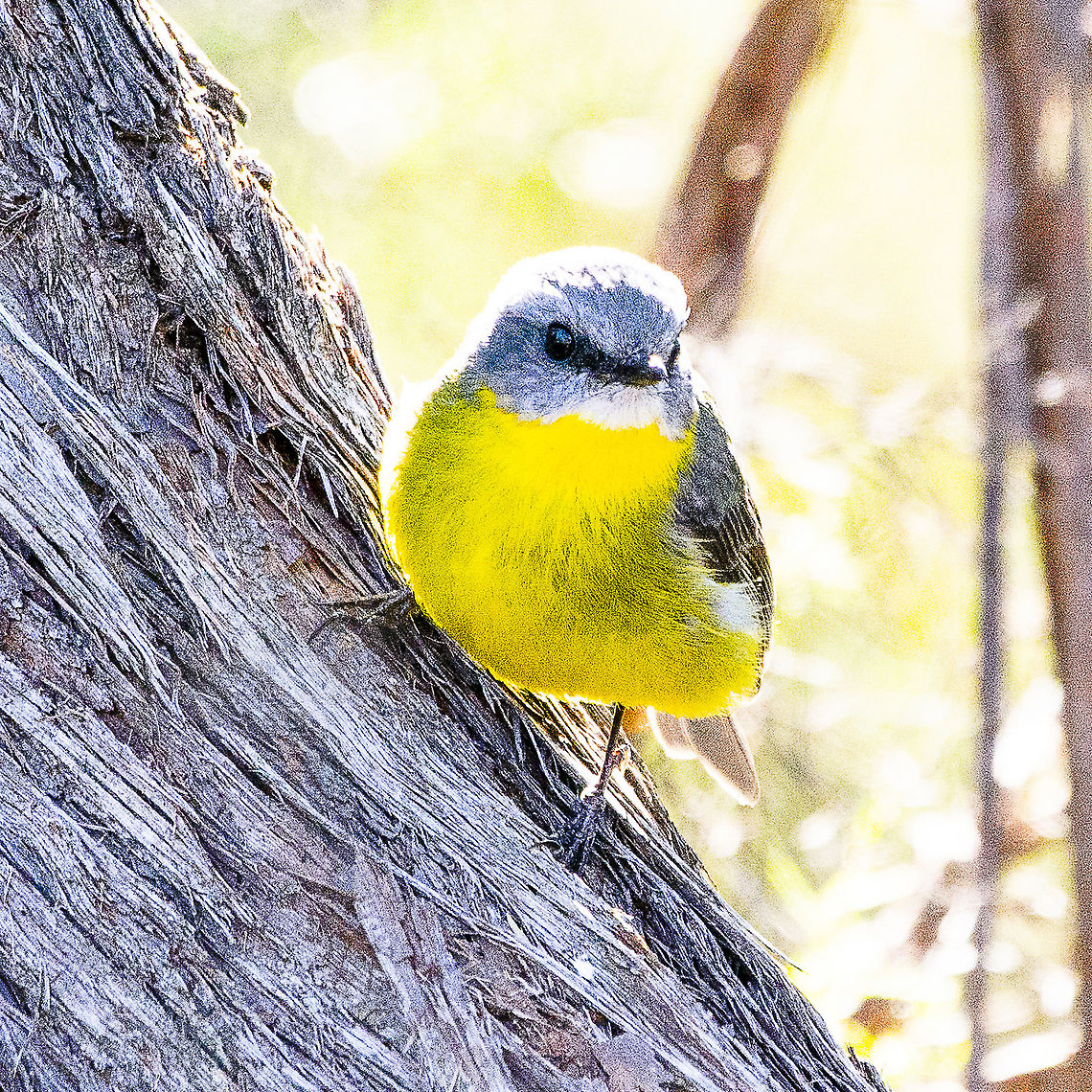 Eastern Yellow Robin  Australia,Eastern Yellow Robin,Eastern yel,Eopsaltria australis,Geotagged,Vespula maculifrons,Winter