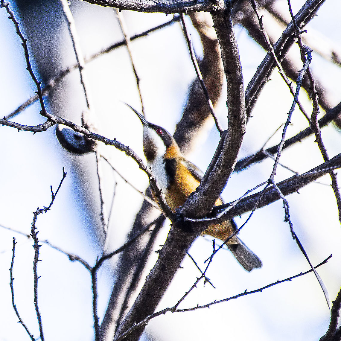 Eastern Spinebill  Acanthorhynchus tenuirostris,Australia,Eastern Spinebill,Geotagged,Winter