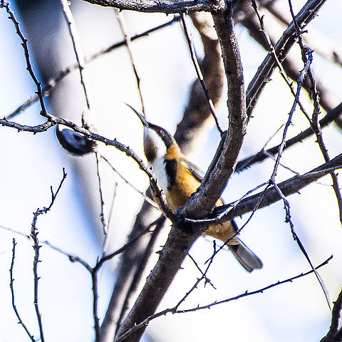 Eastern Spinebill  Acanthorhynchus tenuirostris,Australia,Eastern Spinebill,Geotagged,Winter