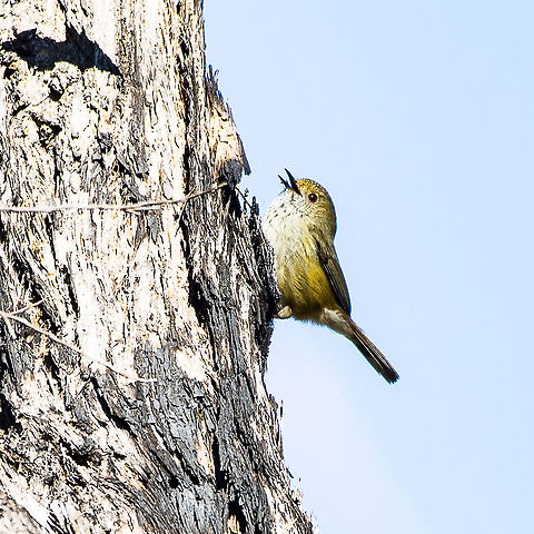 Brown Thornbill  Acanthiza pusilla,Australia,Brown thornbill,Geotagged,Winter