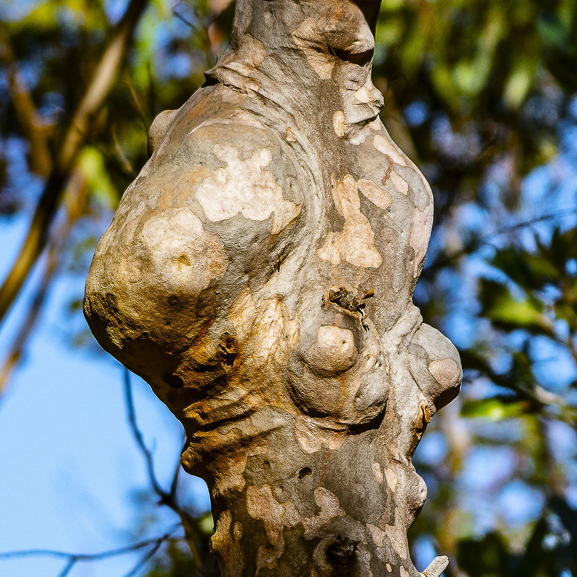 Dreamtime Tree - How many faces can you see ? The Dreaming, or &lsquo;Tjukurrpa&rsquo;, means to &lsquo;see and understand the law&rsquo; as it is translated from the Arrernte language (Frank Gillen with Baldwin Spencer, translating an Arrernte word Altyerrenge).<br />
In most stories of the Dreaming, the Ancestor Spirits came to the earth in human form and as they moved through the land, they created the animals, plants, rocks, rivers, mountains and other forms of the land that we know today. <br />
These Ancestral Spirits also formed the relationships between Aboriginal people, the land and all living beings.<br />
Once the ancestor spirits created the world, they transformed into trees, the stars, rocks, watering holes etc. These are the sacred places of Aboriginal culture and have special meaning. <br />
<br />
<a href="https://www.aboriginal-art-australia.com/aboriginal-art-library/understanding-aboriginal-dreaming-and-the-dreamtime/" rel="nofollow">https://www.aboriginal-art-australia.com/aboriginal-art-library/understanding-aboriginal-dreaming-and-the-dreamtime/</a> Angophora costata,Australia,Geotagged,Sydney red gum,Winter