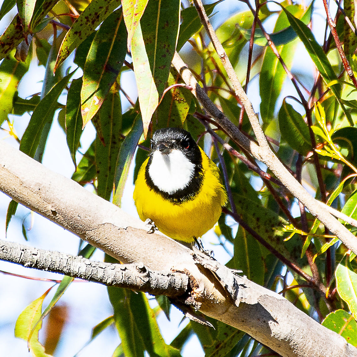 Golden Whistler - Pachycephala pectoralis  Australian golden whistler,Pachycephala pectoralis