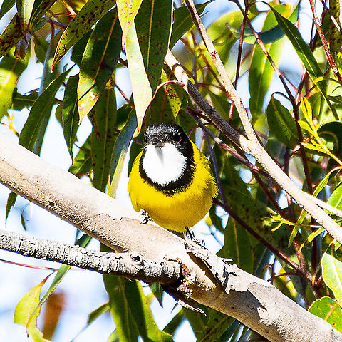 Golden Whistler - Pachycephala pectoralis  Australian golden whistler,Pachycephala pectoralis