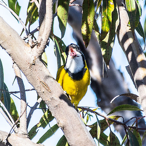 In Full Whistle - Golden Whistler  Australian golden whistler,Pachycephala pectoralis