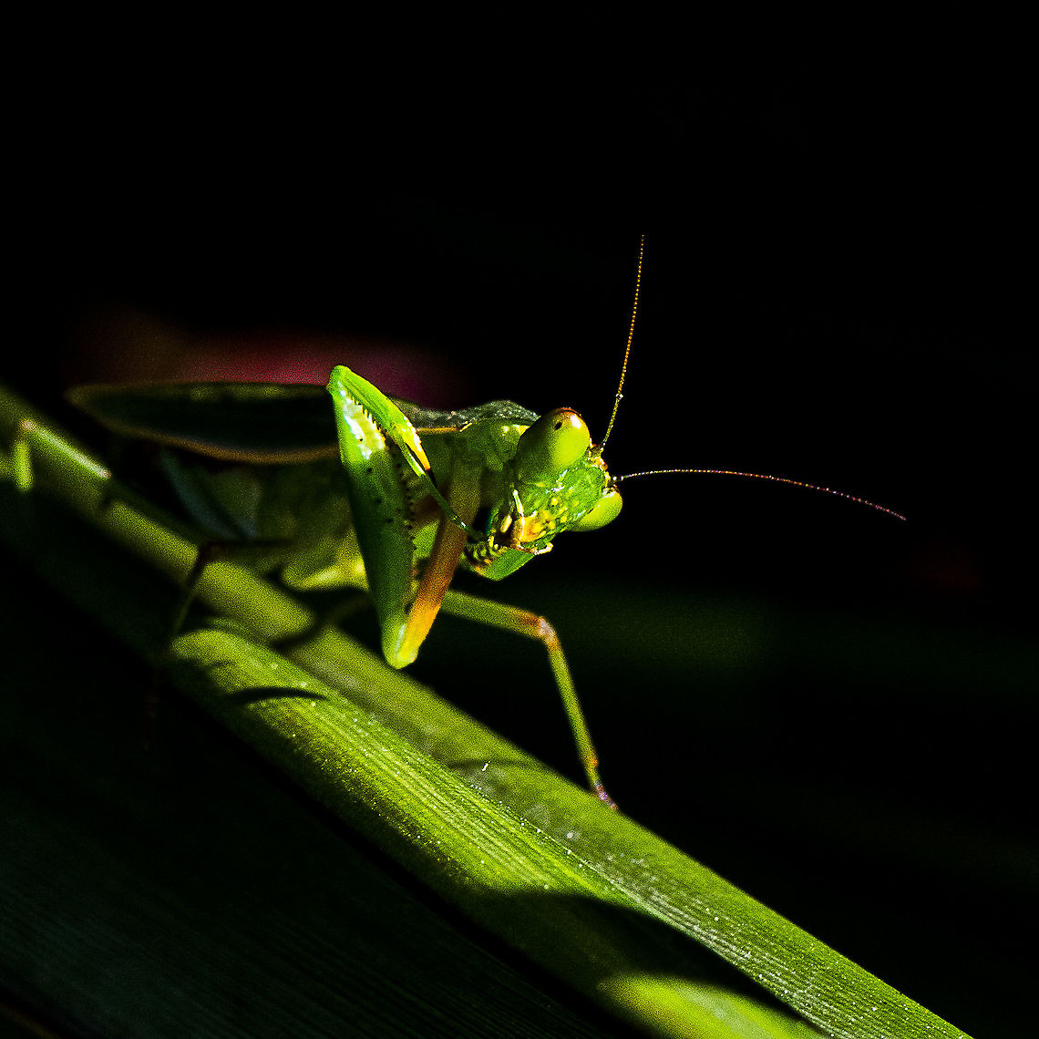 Orthodera ministralis - Australian Green Mantis  Australia,Australian Green Mantis,Fall,Geotagged,Orthodera ministralis