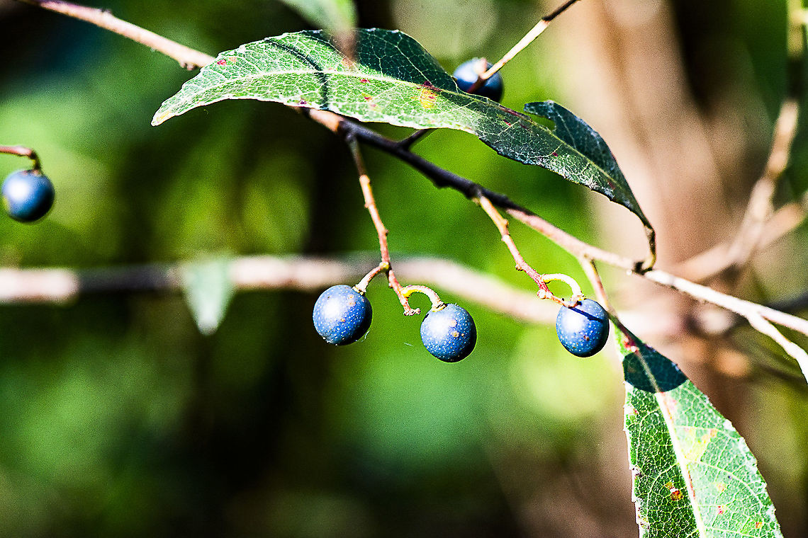 Water vine - Cissus hypoglauca  Australia,Cissus hypoglauca,Fall,Geotagged,Water vine