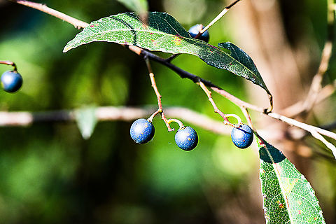 Water vine - Cissus hypoglauca  Australia,Cissus hypoglauca,Fall,Geotagged,Water vine