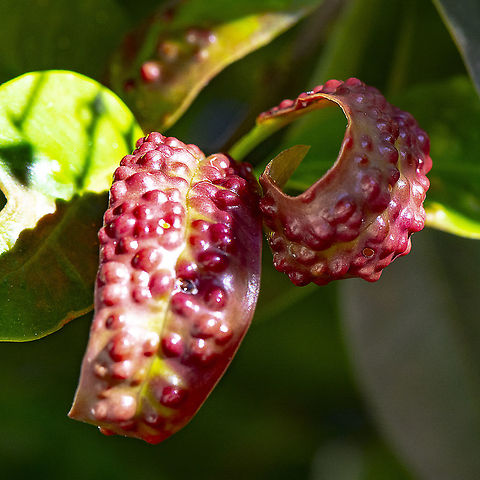 Syzygium Leaf Psyllid &ndash; Pimple Psyllid &ndash; Lilly Pilly Psyllid - Trioza eugeniae  Australia,Fall,Geotagged,Lilly Pilly,Syzygium smithii,Trioza eugeniae