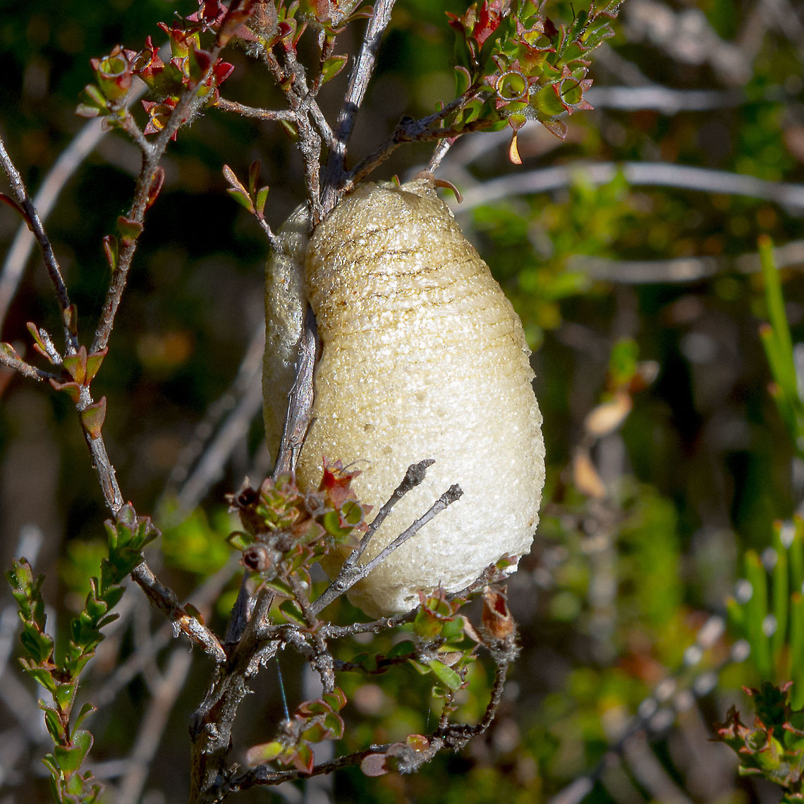 Ootheca - Praying Mantis Egg Sac  Australia,European Mantis,Fall,Geotagged,Mantis religiosa