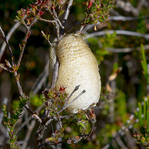 Ootheca - Praying Mantis Egg Sac  Australia,European Mantis,Fall,Geotagged,Mantis religiosa