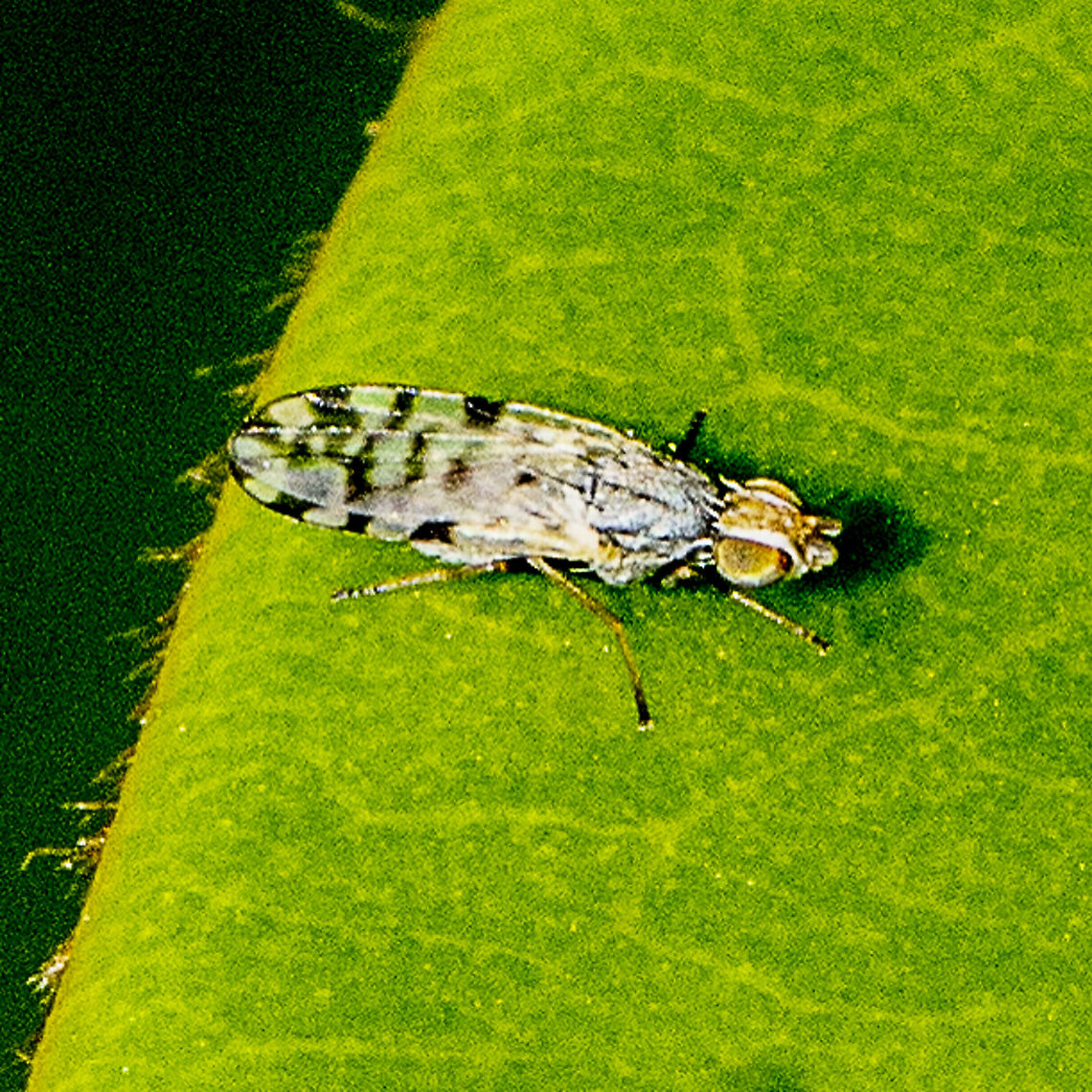 A pyrgotid fly - Tephritidae ? Scarab pursuing flies Australia,Geotagged,Summer