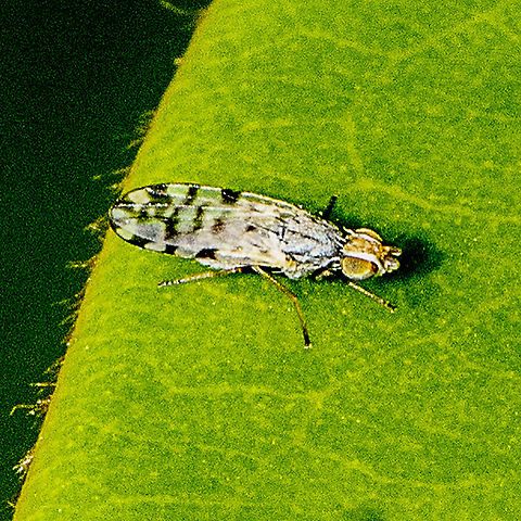 A pyrgotid fly - Tephritidae ? Scarab pursuing flies Australia,Geotagged,Summer
