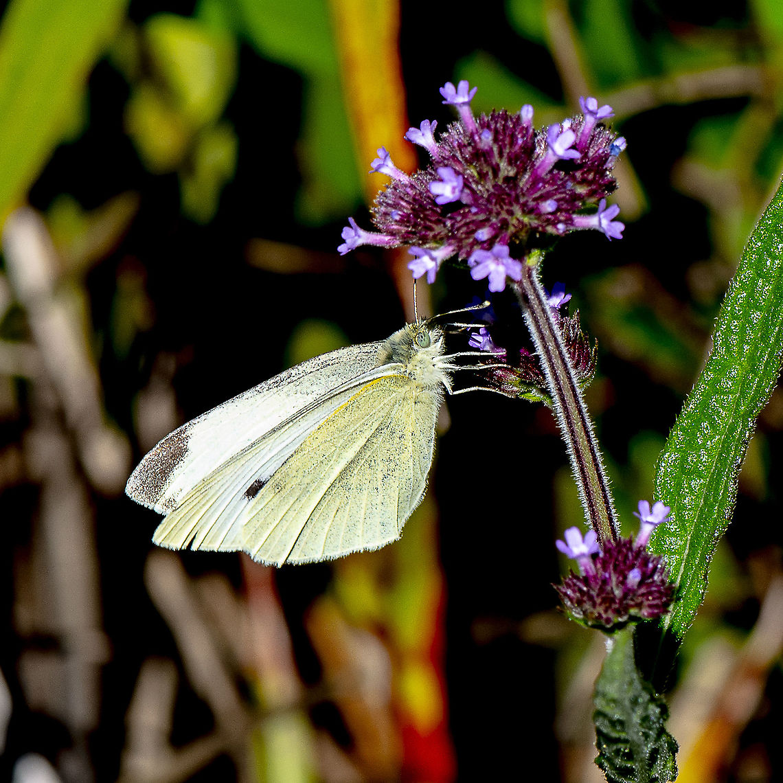 Pieris rapae  Australia,Fall,Geotagged,Pieris rapae,Small White