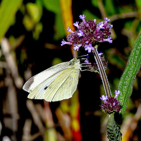 Pieris rapae  Australia,Fall,Geotagged,Pieris rapae,Small White