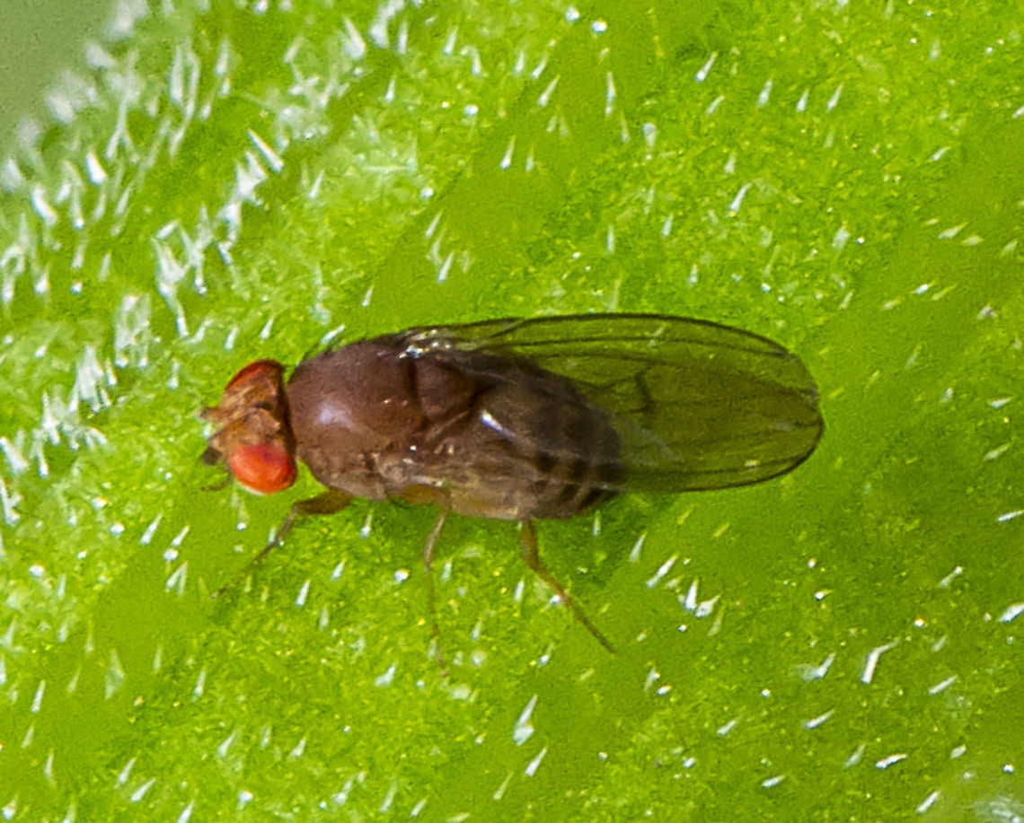 Lauxaniid fly  Australia,Geotagged,Summer