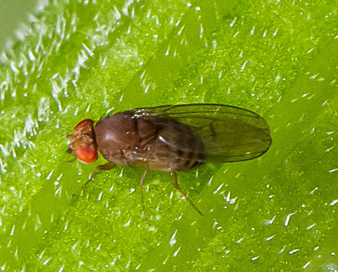 Lauxaniid fly  Australia,Geotagged,Summer