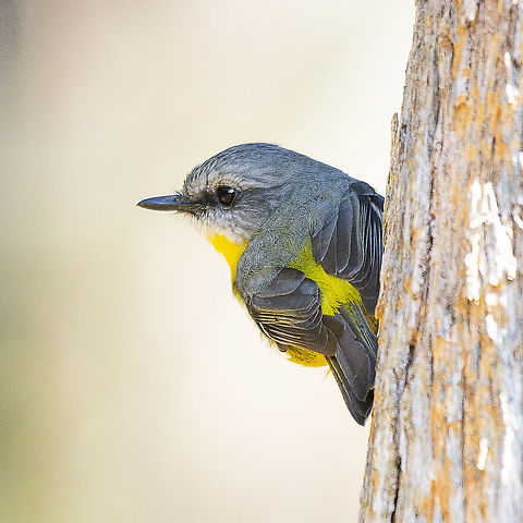 Eastern Yellow Robin  Australia,Eastern Yellow Robin,Eopsaltria australis,Geotagged,Winter