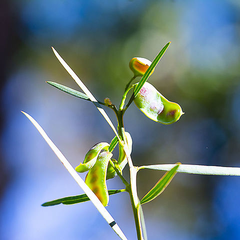 Acacia Pods - Acacia rubida ?  Acacia rubida,Australia,Geotagged,Red-stemmed wattle,Winter