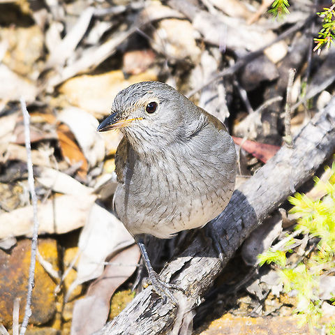 Colluricincla harmonica - Grey Shrike-Thrush - Immature  Australia,Colluricincla harmonica,Geotagged,Grey shrike-thrush,Winter