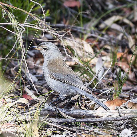 Colluricincla harmonica - Grey Shrike-Thrush - Immature  Australia,Colluricincla harmonica,Geotagged,Grey shrike-thrush,Winter