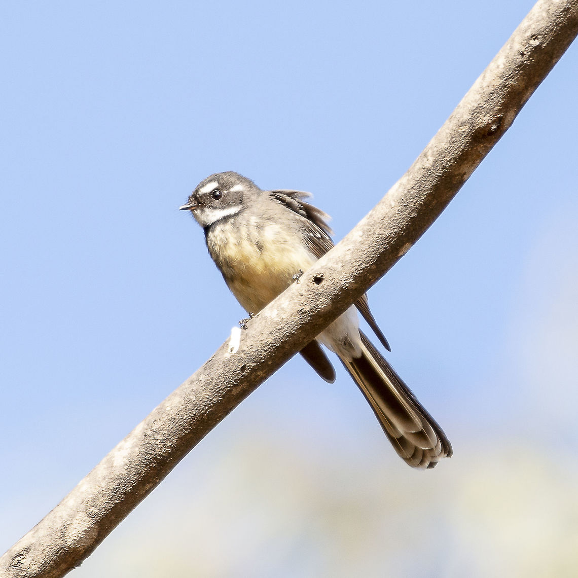 Rhipidura albiscapa - Grey Fantail  Australia,Geotagged,Grey Fantail,Rhipidura albiscapa,Winter