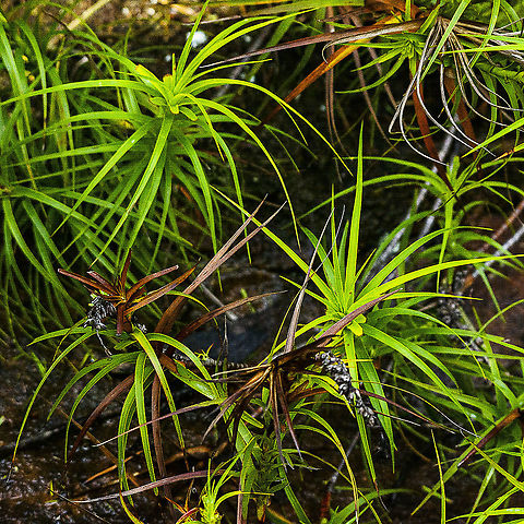 Plant on rock ledge near waterfall  Australia,Geotagged,Winter