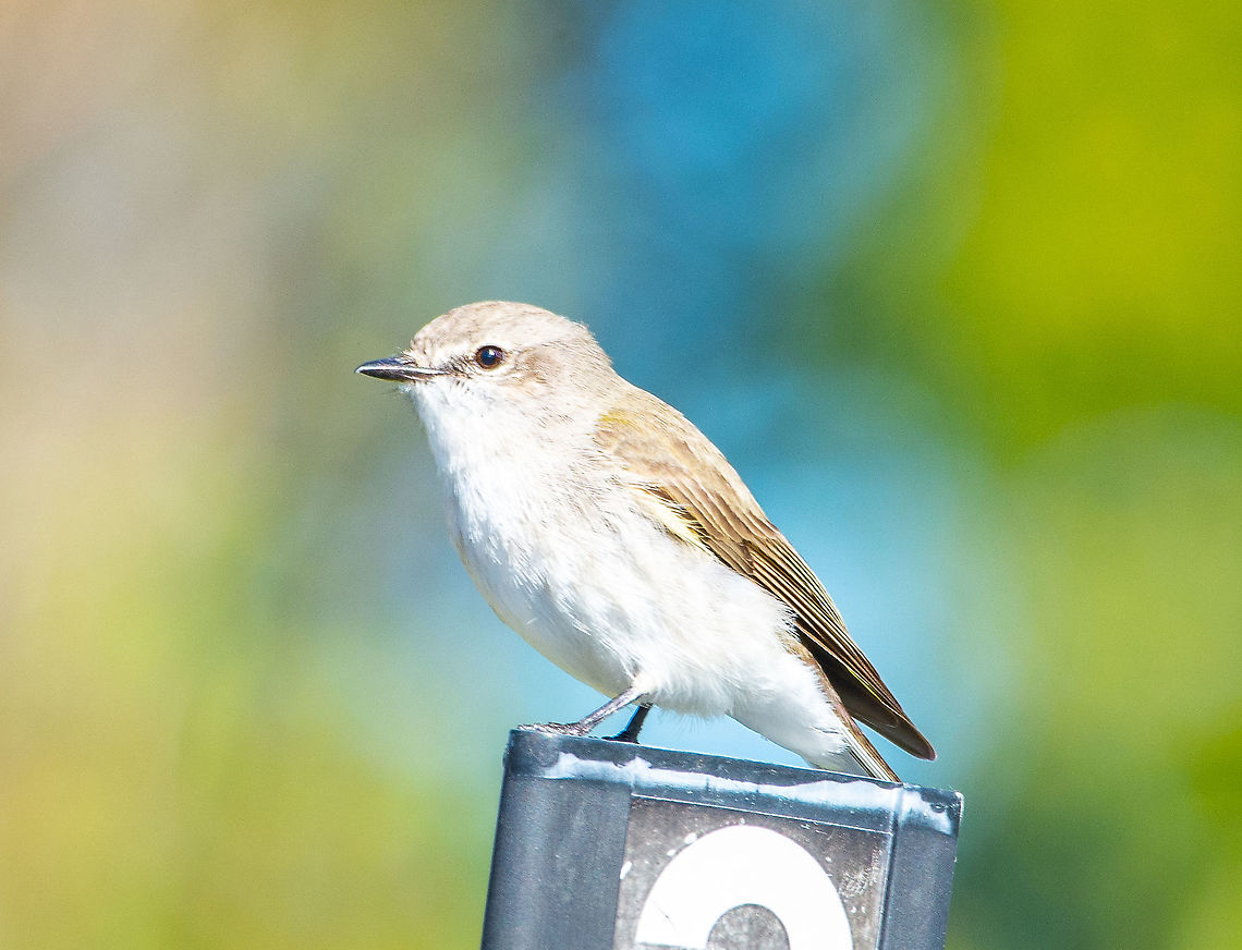 Jacky Winter - Microeca fascinans Small Australian robin, gray-brown above and pale below; often swings tail side to side when perched. Dark tail with prominent white outer tail feathers, absent in similar Kimberley subspecies of Lemon-bellied Flycatcher. Female Hooded Robin similar but with darker wing showing pale panels. Female Golden Whistler much larger and plumper, with a thick bill and yellow lower belly. Usually in pairs in open woodlands, where it perches prominently, often on stumps and posts. Hunts by plucking prey from the ground, in typical Australian robin style.  Jacky Winter,Microeca fascinans